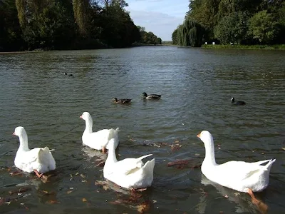 geese in Schwetzingen