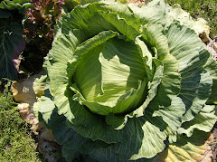 fall cabbage - ready in the spring