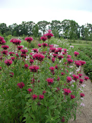 Ah - the Bee Balm blooms a whole lot more!