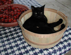 Cat In A Basket