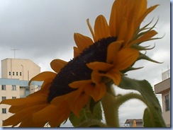 Girasol 03JAN09 (4)