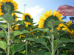 Sunflowers!