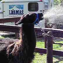 llama+spitting.jpg