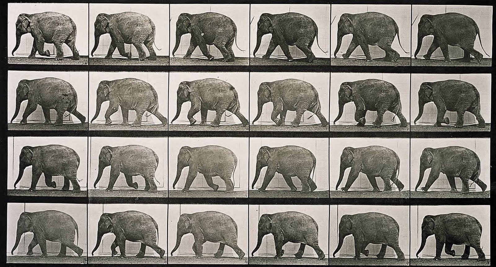 [Muybridge_Elephant_walking.jpg]