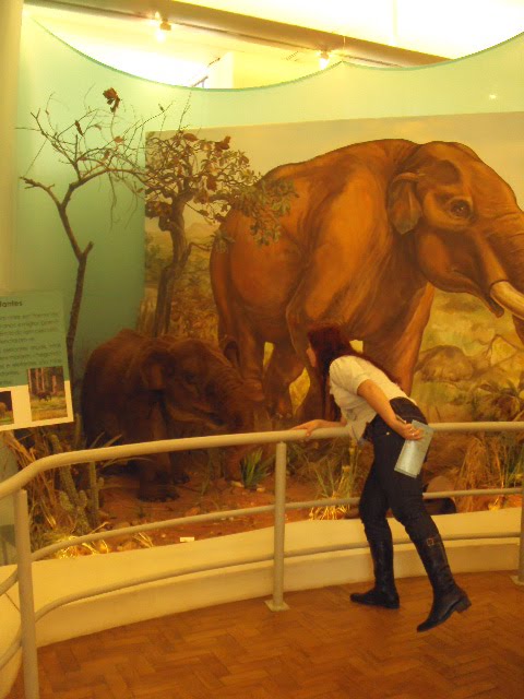 Encantada com um mamute fofinho na parte da zoologia do museu-MZUSP-