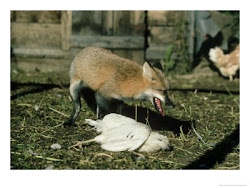 chicken fox coop proof february head paco enterprises
