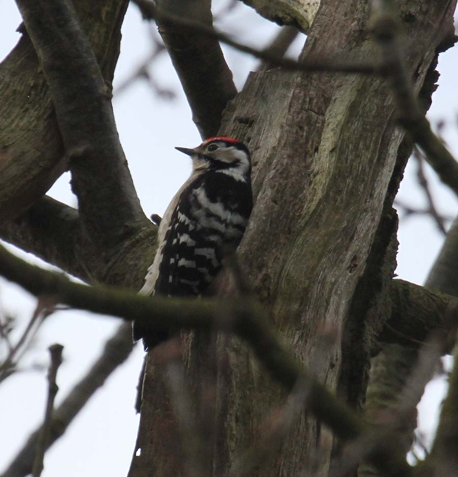 Simon and Karen Spavin: Lesser Spotted Woodpecker