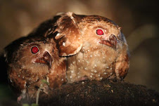 Oilbirds, Trinidad