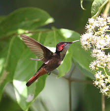 Ruby Topaz Hummingbird, Trinidad