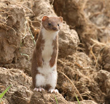 Stoat