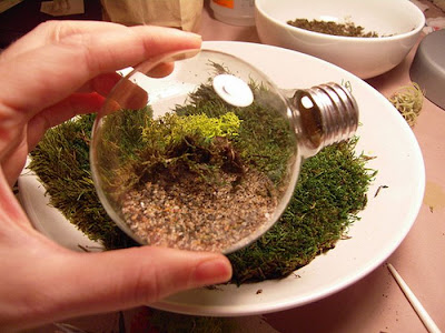 Tiny terrarium in light bulb 16