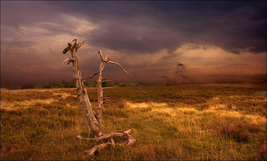 [corn_fields_11.jpg]