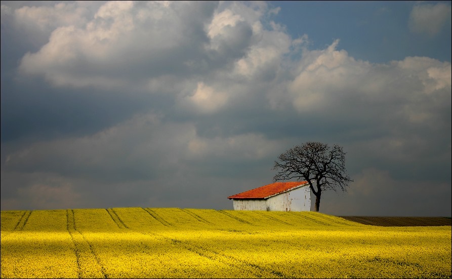 [corn_fields_08.jpg]