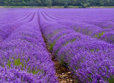 Jual benih bunga lavender Kebun bunga lavender gambar anti nyamuk tanaman
