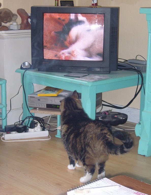 Fresh Pics Pictures Of Cats Watching Cats On TV