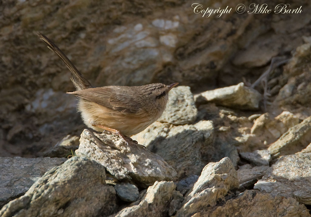 Mike Barth Bird Photography Blog Scrub Warblers in Masafi Wadi 05.02.11