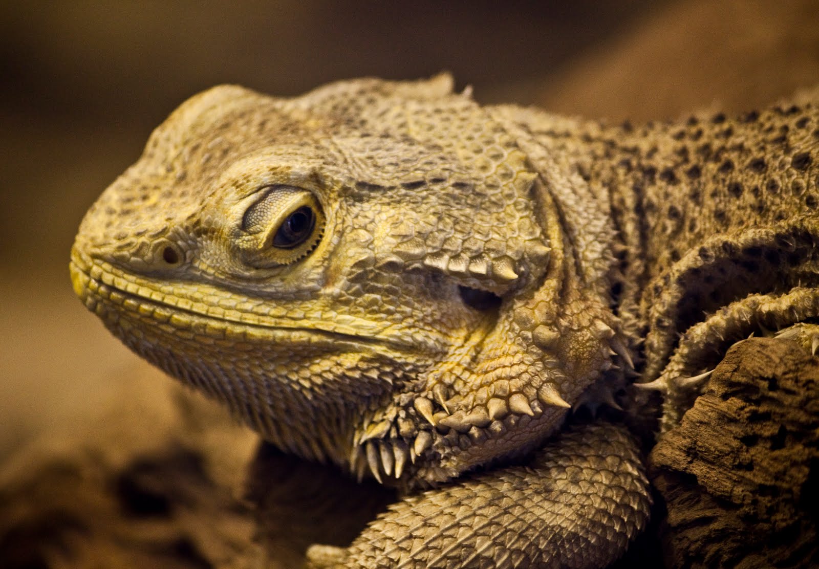 Bearded Dragon Eating Lot The Bearded Dragon Blog