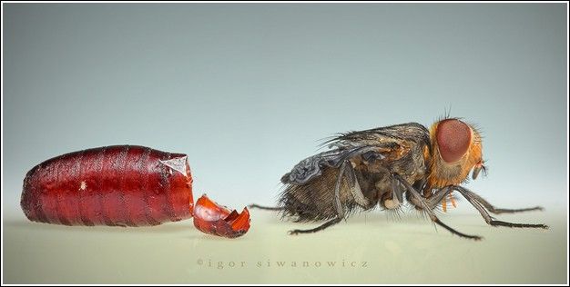 [igoriwanowicz51.jpg]