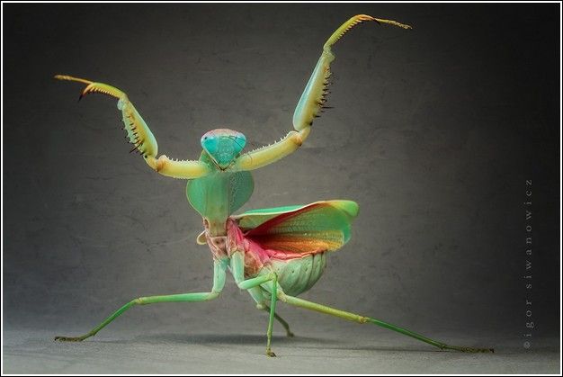 [igoriwanowicz50.jpg]