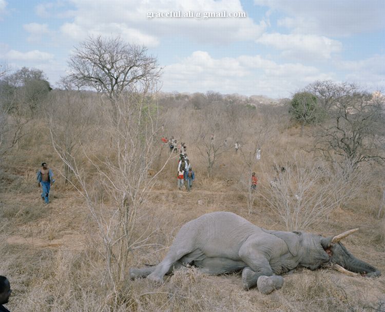 [Dead+Elephant+in+Zimbabwe2.jpg]
