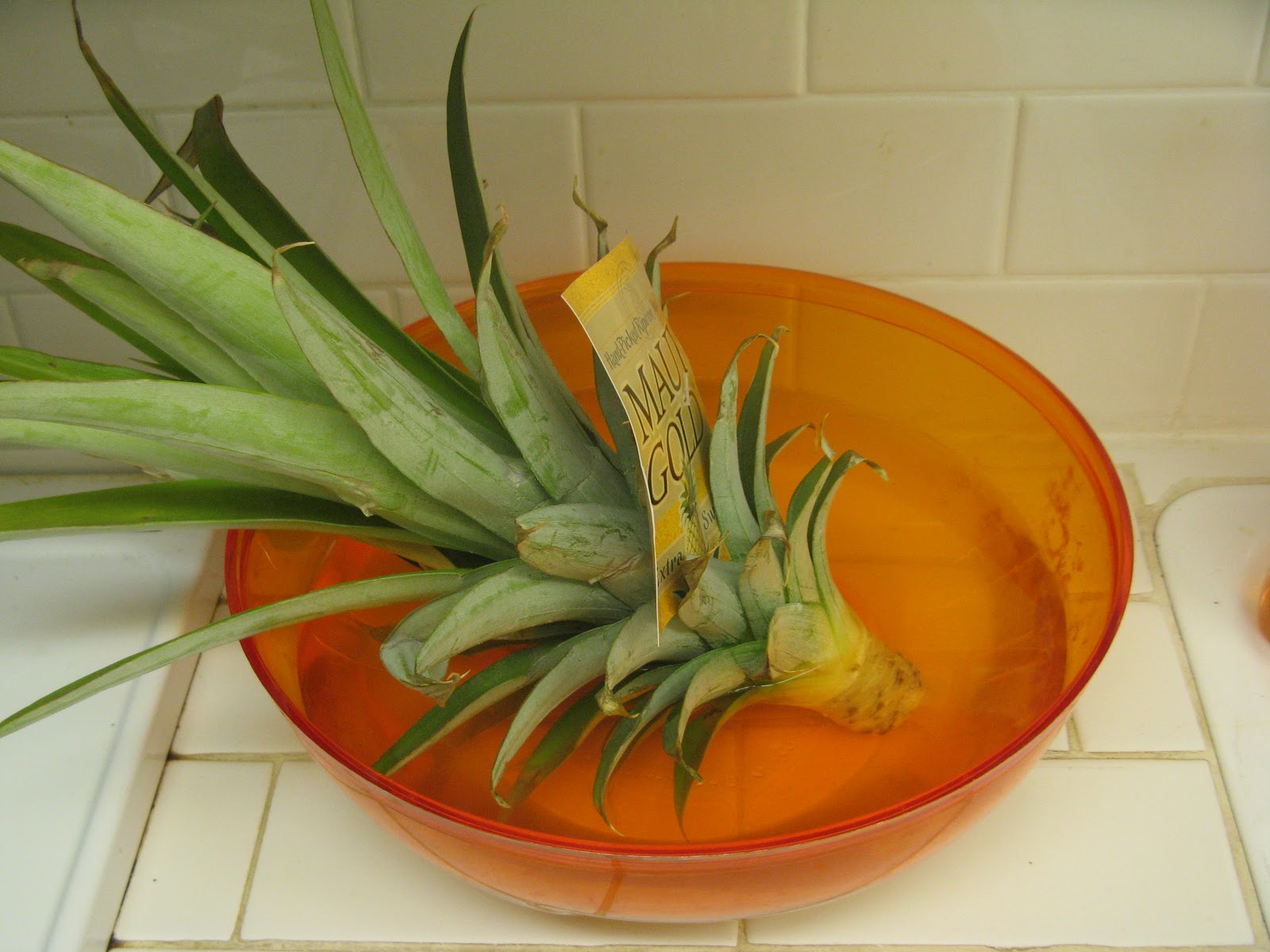 The Pineapple Project Pineapple Soaking