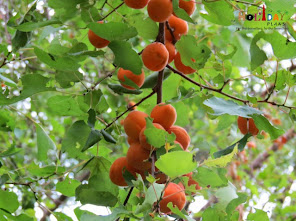 Apricots hi Apricots