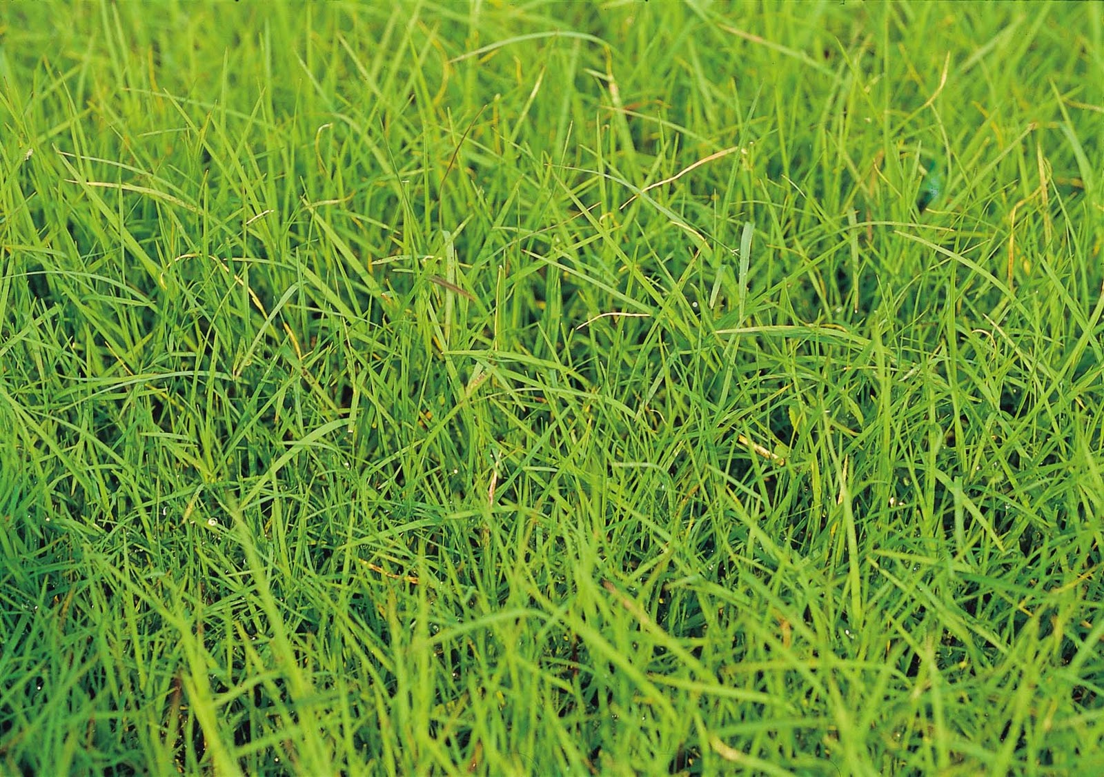 農友種苗 (東南亞)有限公司 KNOWNYOU SEEDS DISTRIBUTION (S.E.A.) PTE LTD Grass Seeds