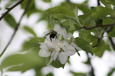 A bee in the Apple Blossoms