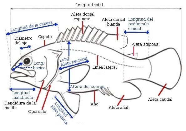 donpescadon: Anatomia de los peces
