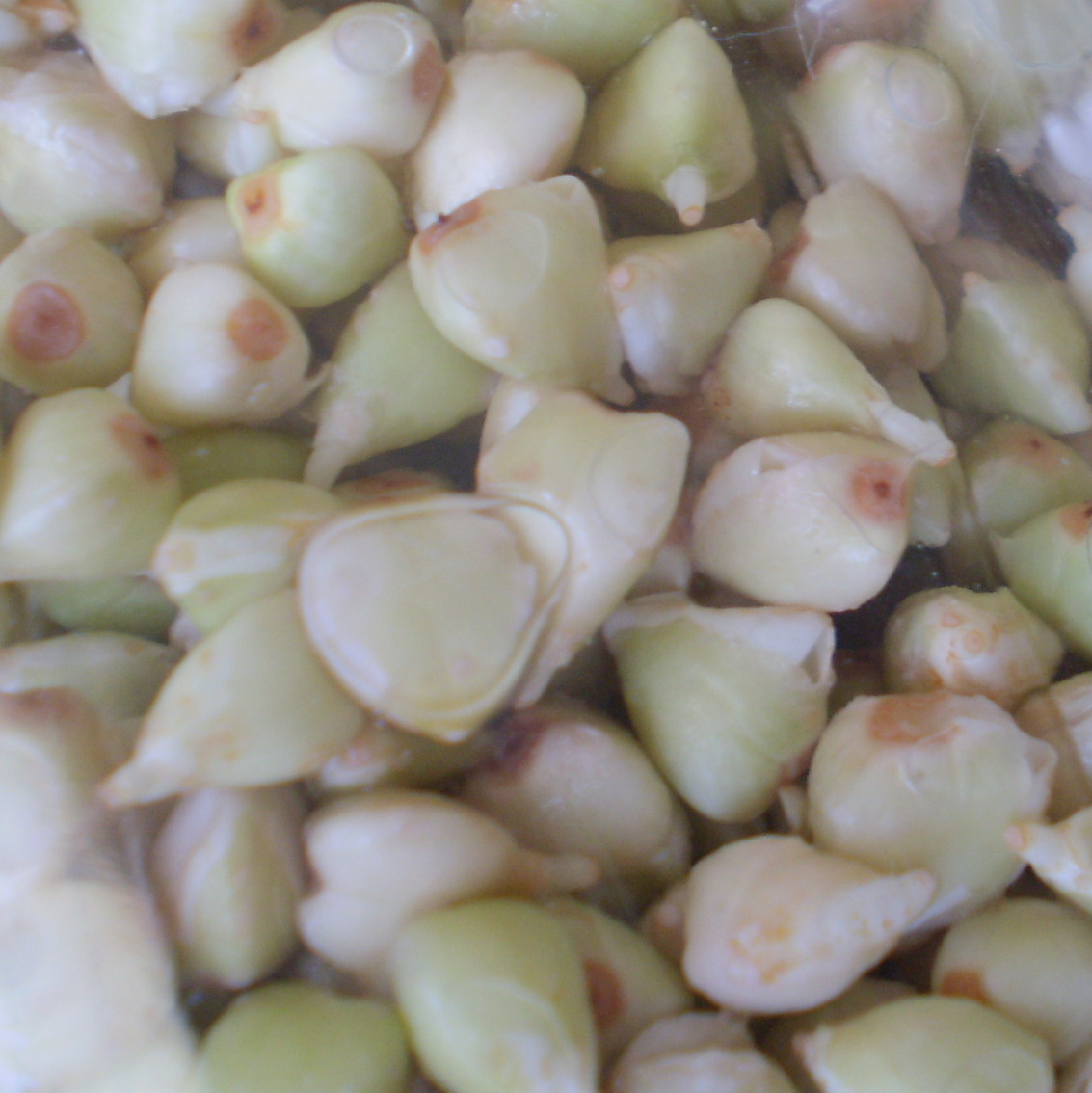 [spouted+buckwheat+1st+day.jpg]