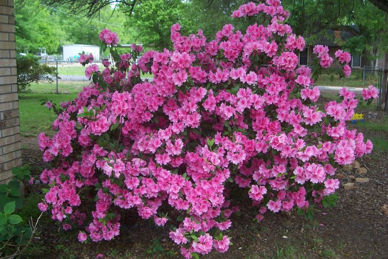 азалии были вынесены в затененное место