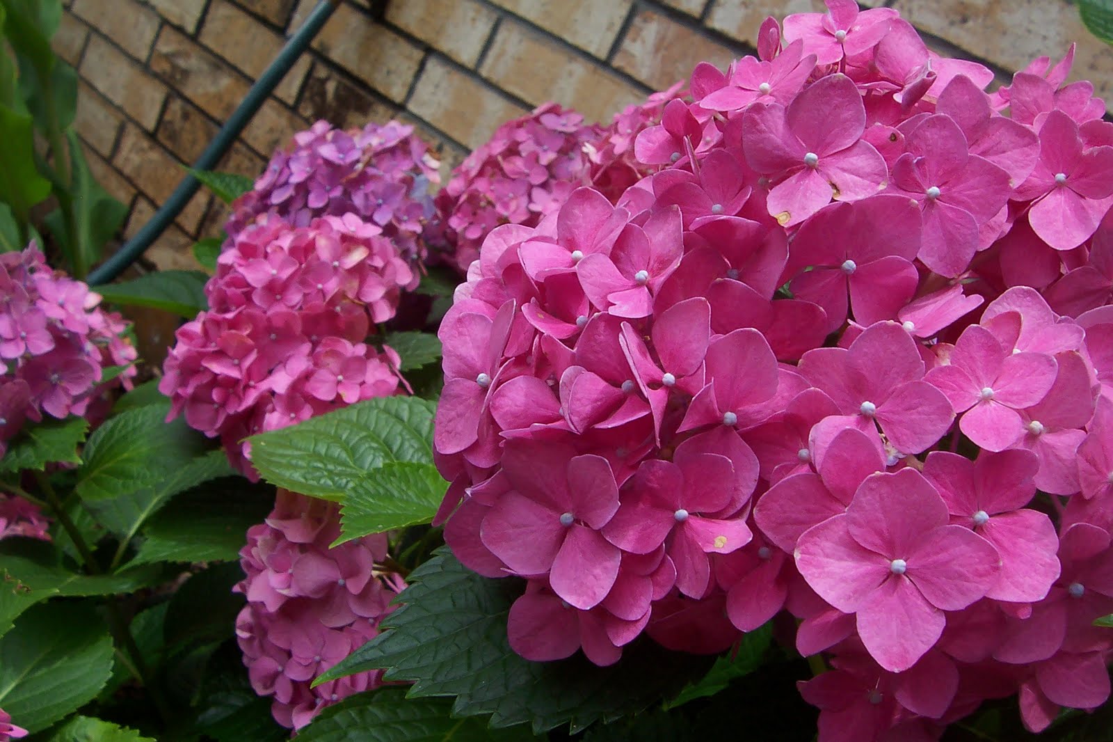 color me pink hydrangea color me pink hydrangea