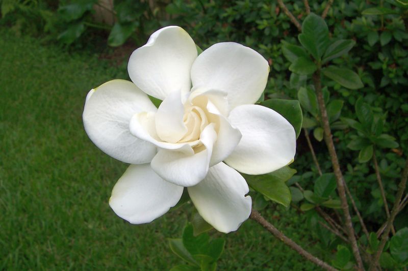 Davy's Louisiana Gardening Blog The Most Fragrant Flower of All?