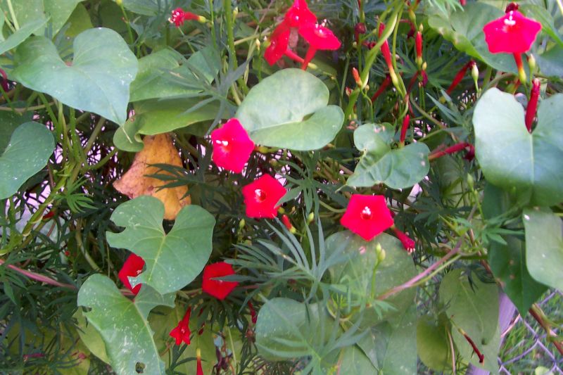 Davy's Louisiana Gardening Blog Cardinal Climber