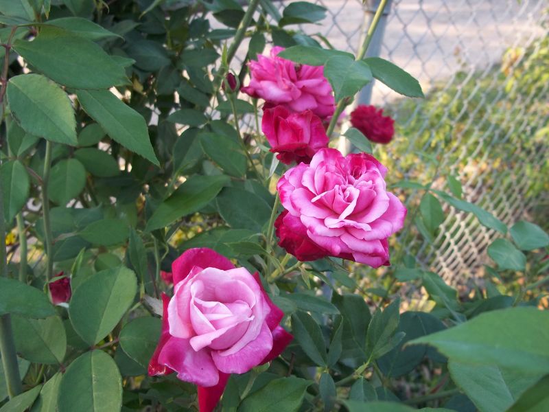 Archduke Roses Davy's Louisiana Gardening Blog: Duking It Out With the Charles