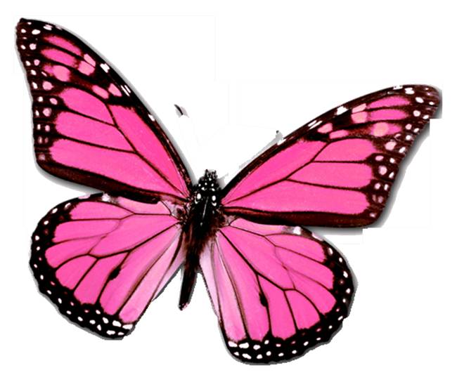 Pink Butterfly Butterflies Tattoos 