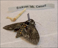 Un papillon de nuit cyborg... Il s'agit d'un Manduca Sexta après le stade pupa équipé d'un implant de silicium. Document David Erickson, Université de Cornell.