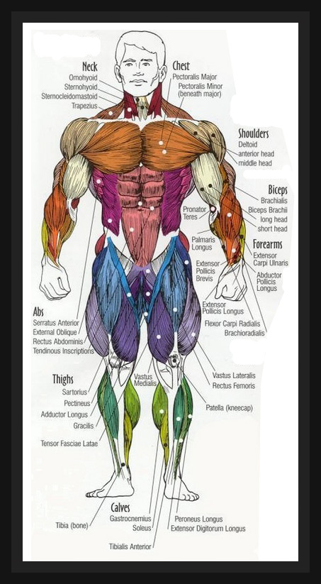 Female Body Diagram Muscles Human Female Muscular System Clinical