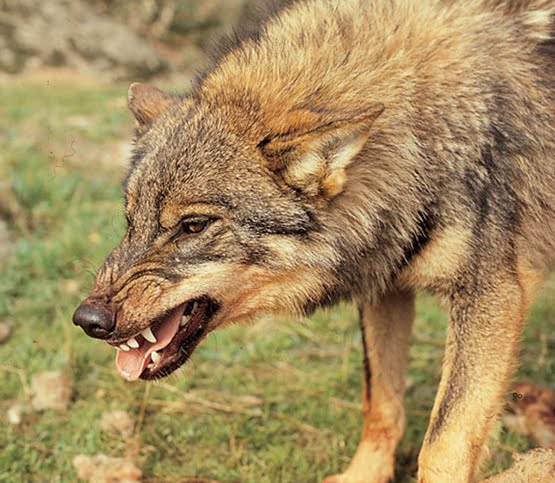 Los animales: los animales