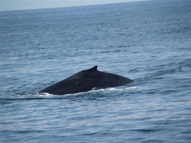 Five Star Whale Watching: Humpback Whale and Gray Whale encounters ...