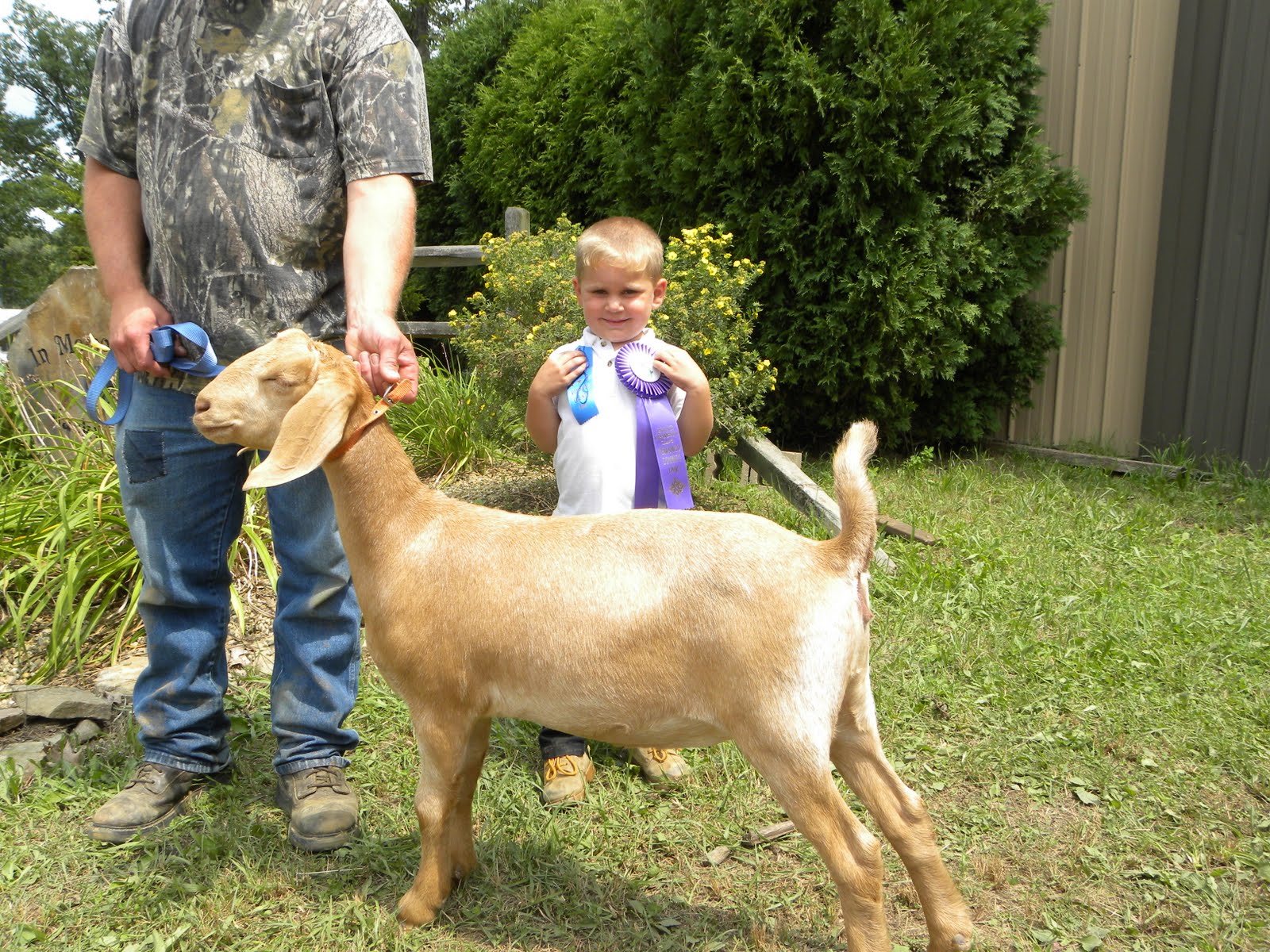 Schick Fun Ideas: Venango County Fair - beginning of the week