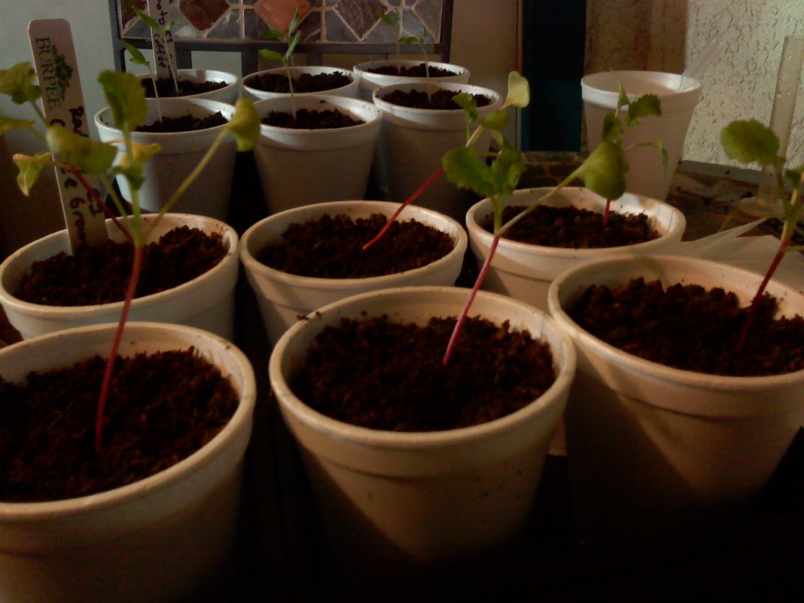 Effect of coffee on plants information