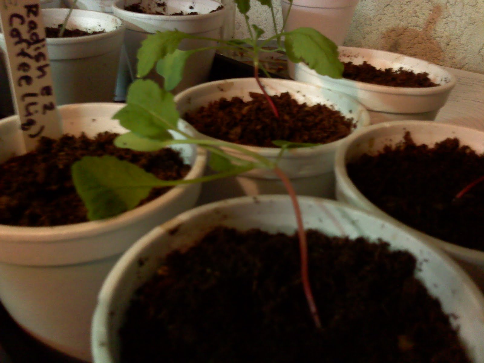 Caffeine Effects on Plants