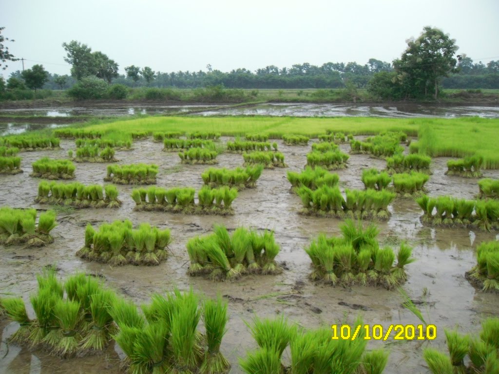 Farm, yeah more rice planting