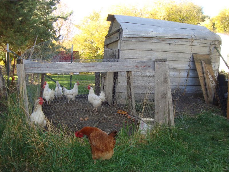 All Things Chicken: Moving to a new place