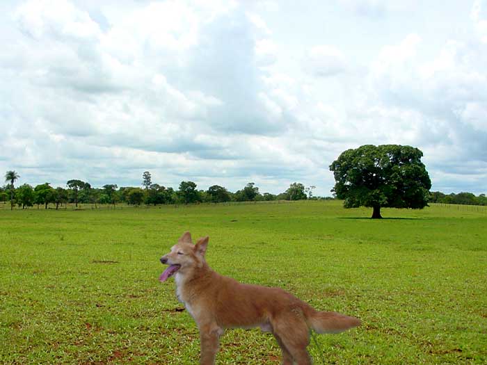 [cão+do+barrocal+algarvio.jpg]