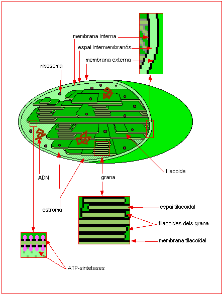 [cloroplast1.gif]