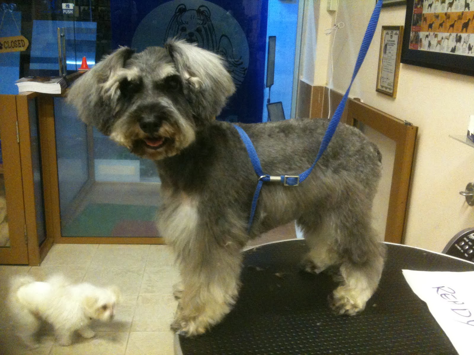 Jr Lee with his pet Miniature Schnauzer Lady look Styled by King