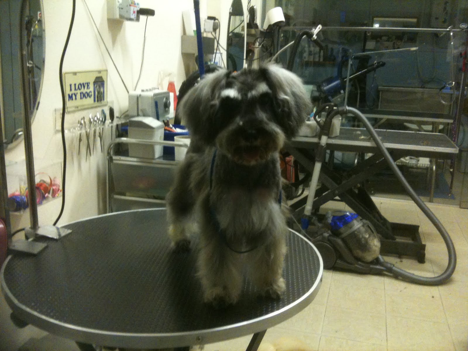 Jr Lee with his pet Miniature Schnauzer Lady look Styled by King