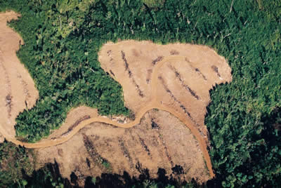 [mata-atlantica-2.jpg]